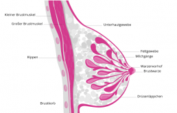 brustaufbau frau querschnitt
